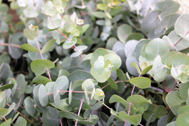20 SILVER DROP EUCALYPTUS Gunnii Cider Gum Silver Blue Foliage Florist Tree Seeds